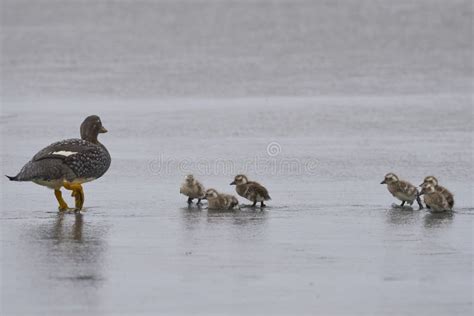 Falkland Steamer Duck and Brood in the Falkland Island Stock Image ...