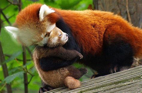 Rare Red Pandas! | Endangered Species | BeautifulNow