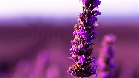 4K Lavender Flower Purple Wallpaper - [3840x2160]