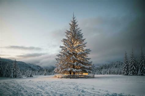 Tranquil Winter Scene with Illuminated Christmas Tree in a Snowy Forest ...