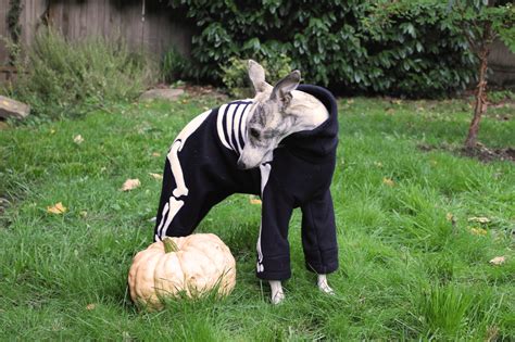 DIY Dog Skeleton Costume – The Pointy Snoot