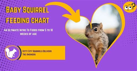 Baby Squirrel Feeding Chart - An Ultimate Intro To Foods