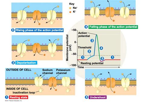 Odor Perception on the AP Biology Exam