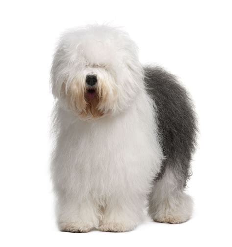 Black And White Dog Breeds | The Smart Dog Guide