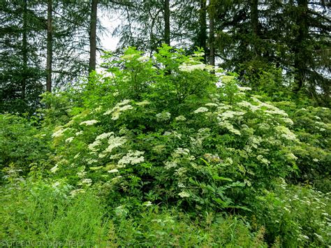 Sambucus nigra – Green Cottage Creek