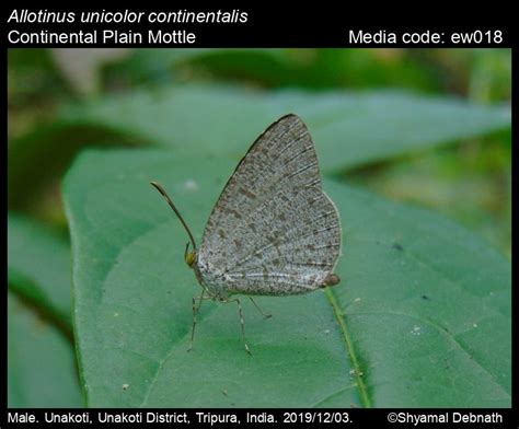 Allotinus unicolor C. & R. Felder [1865] - Plain Mottle | Butterfly