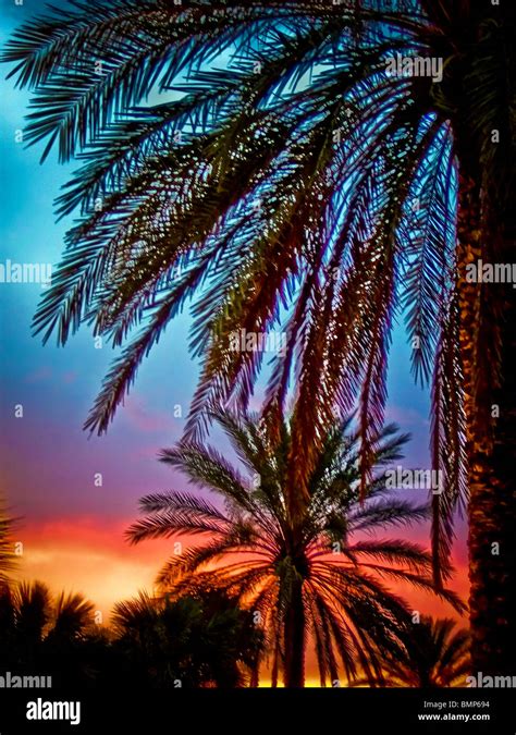 Florida Palm Trees at Sunset Stock Photo - Alamy