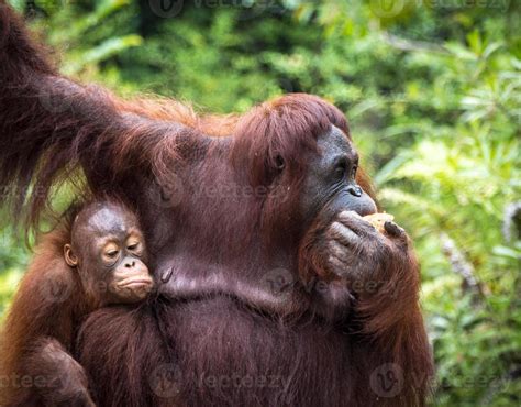 Borneo Orangutan family 894573 Stock Photo at Vecteezy