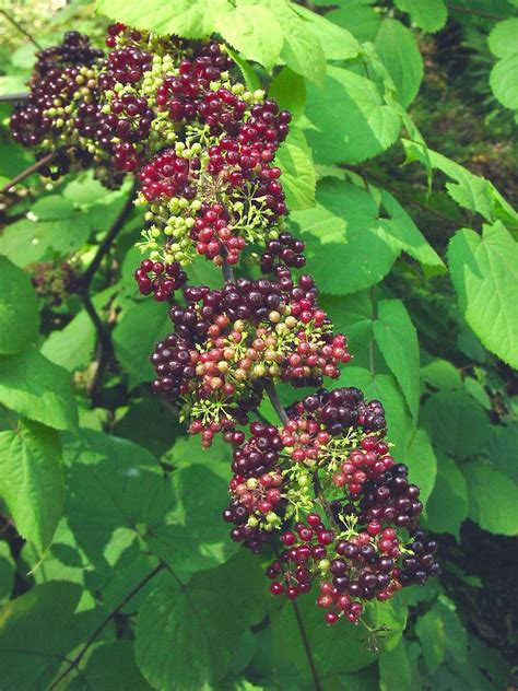 Aralia racemosa. American spikenard By Glen Mittelhauser. Copyright ...