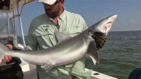 Animals of the world: Pondicherry shark