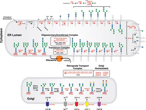 Congenital Disorders of Glycosylation - Essentials of Glycobiology ...