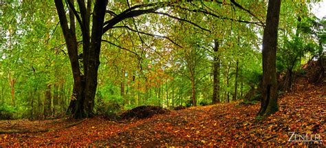 Forest Panorama by TaGiRoCkS on DeviantArt