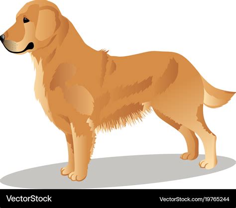 Golden retriever dog Royalty Free Vector Image