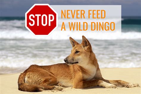 Dingo diet: what our dingoes eat | Intrepid World