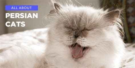 Persian Cat: History, Care, and our celeb Persian cat favorites | Cat ...