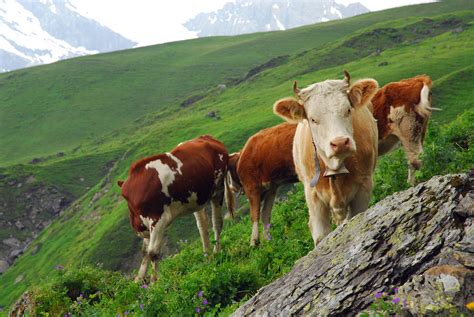 Cattle Grazing On Grass Covered by Anne Keiser