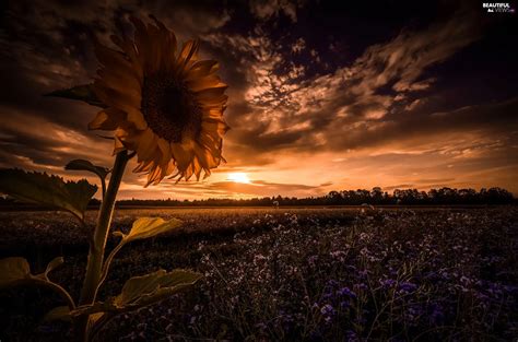 Sunflower, Clouds, Sky, Field - Beautiful views wallpapers: 2048x1355