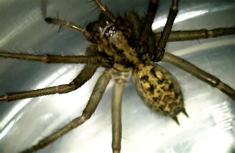 Hobo Spider - Description, Habitat, Image, Diet, and Interesting Facts