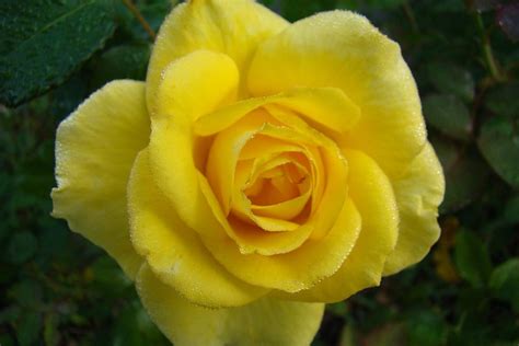 Yellow Rose Of Texas Photograph by Michael MacGregor