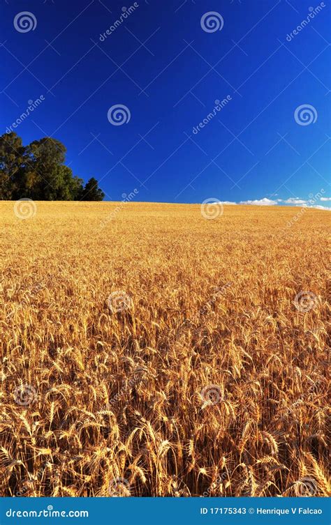 Ripe Wheat Field stock image. Image of field, blur, farming - 17175343