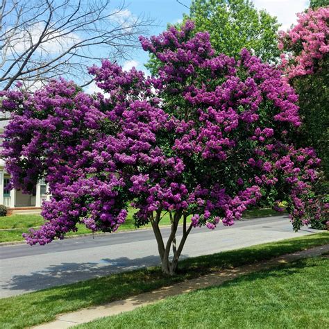 Crape Myrtle Urn, Crapemyrtle Cremation, Flowering Tree Urn — The Living Urn