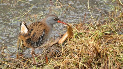 Austin's Birding Blog: 02/12/2012 Burton Mere Wetlands RSPB