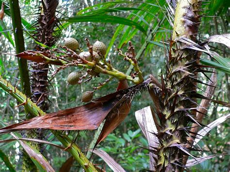 Rattan Palm (Calamus rotang) with fruits | Khao Yai NP, THAI… | Flickr