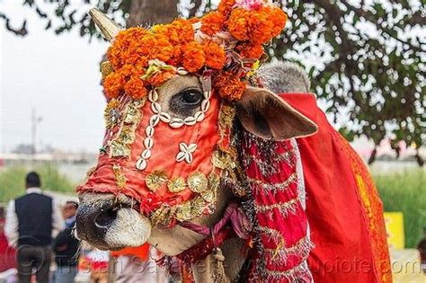 Decorated Holy Cow India | Cow cat, Bull cow, Cow