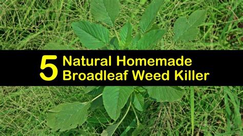 5 Natural Homemade Broadleaf Weed Killer Tips and Recipes