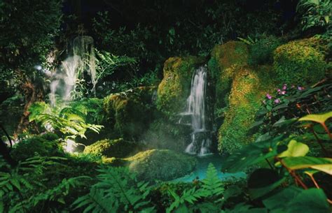 6 Endangered Rainforest Animals You Should Know About - Brightly