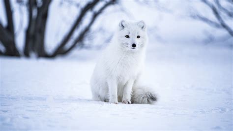 Arctic Fox Is Sitting On Snow HD Animals Wallpapers | HD Wallpapers ...