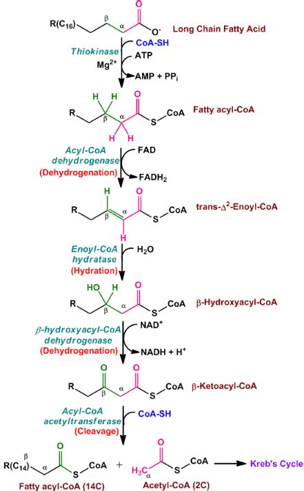 Lipid Metabolism: Beta Oxidation, Lipolysis, Ketogenesis & Ketone Oxidation