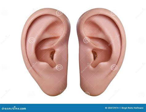 Human Ears Stock Images - Image: 28472974