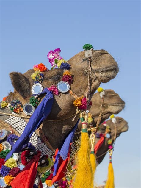 Decorated Camel at Desert Festival in Jaisalmer, Rajasthan, India ...