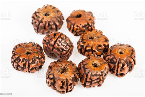 Natural Wooden Beads From Rudraksha Tree Seeds Stock Photo - Download Image Now - Arts Culture ...