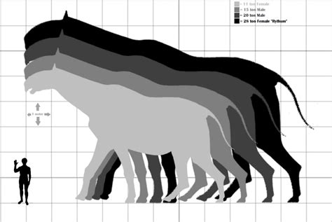 Paraceratherium Sizes (TBT World Building) by Chronicle-King on DeviantArt