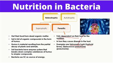 Autotrophic Bacteria