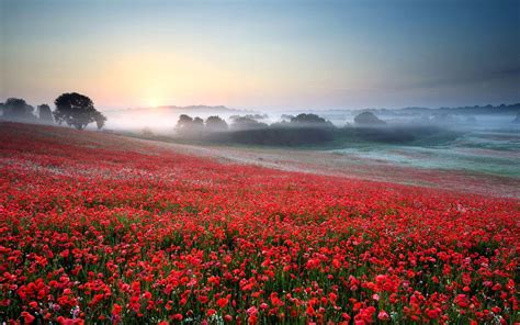 Poppy Field Wallpapers - Top Free Poppy Field Backgrounds - WallpaperAccess