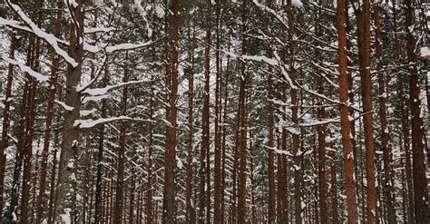 Winter Forest Landscape · Free Stock Photo