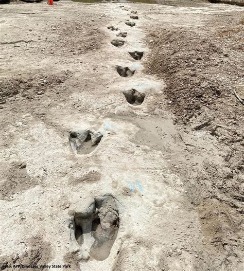 Sungai Mengering, Orang Ini Temukan Jejak Kaki Dinosaurus