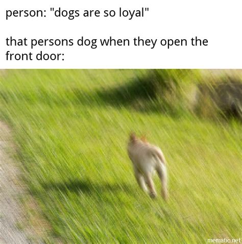 One of the most annoying "dog=good" phrases deserves a meme : r/Dogfree