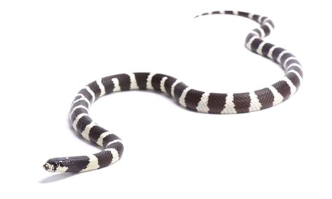 California Kingsnake - A-Z Animals