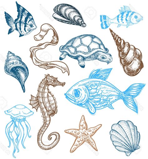 Marine Life Drawing at GetDrawings | Free download