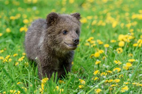 Orphaned Grizzly Bear Cub Befriends Polar Bear Cub at New Zoo Home ...