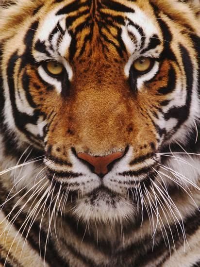 Bengal Tiger Face, Panthera Tigris, Asia Photographic Print by Adam Jones | Tiger face, Bengal ...