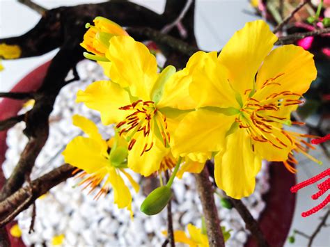 Blooming Apricot Tree Flowers - Flowering apricot trees offer ...