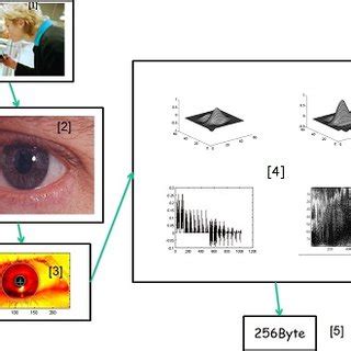 14: Automatic Iris Scanner | Download Scientific Diagram