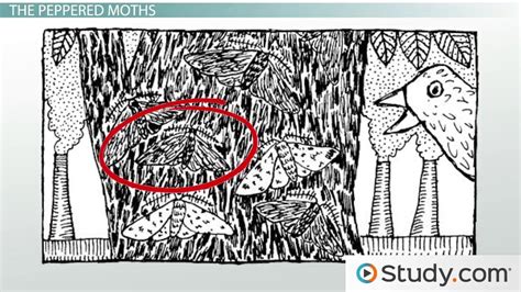 An Example of Rapid Adaptation: The Peppered Moths - Lesson | Study.com