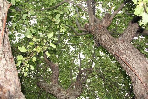 How to Prune Old Apple Trees to Produce Better Fruit