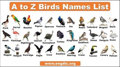 Birds Names list with Pictures in English- Download PDF - EngDic